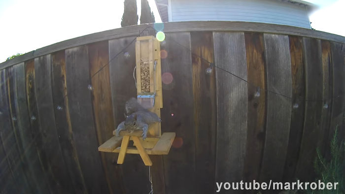 Former NASA Engineer Builds The Perfect Squirrel-Proof Bird Feeder And Watches Them Battle For The Treats