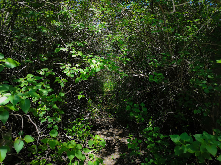 22 Photos Showing The Overgrown Cemetery Of Mozart Burial Place