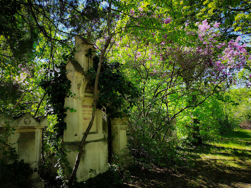 22 Photos Showing The Overgrown Cemetery Of Mozart Burial Place