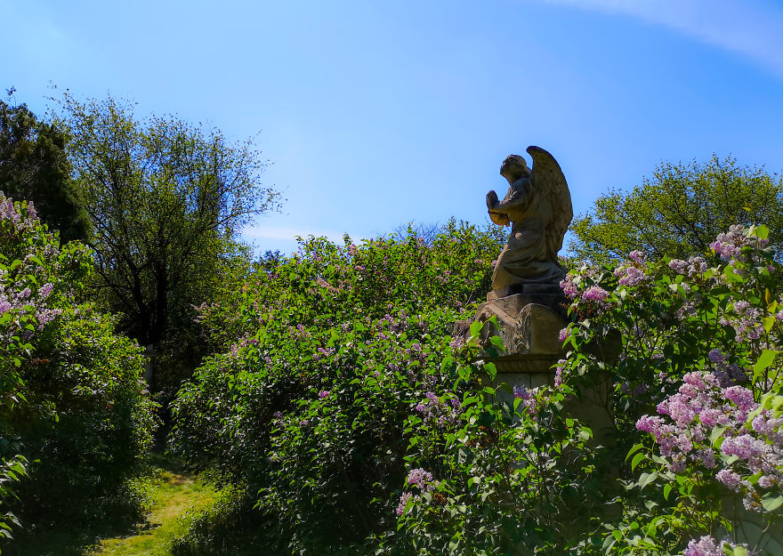 22 Photos Showing The Overgrown Cemetery Of Mozart Burial Place