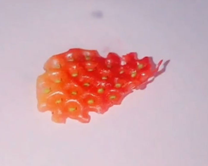 Apparently, If You Put Strawberries Into Salt Water, Tiny Bugs Come Out Of Them Apparently, If You Put Strawberries Into Salt Water, Tiny Bugs Come Out Of Them