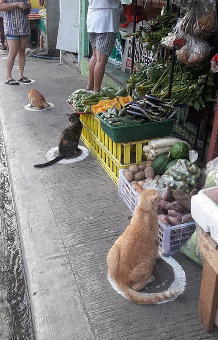 People In The Philippines Spotted Stray Cats Occupying The Circle Marks Near The Market