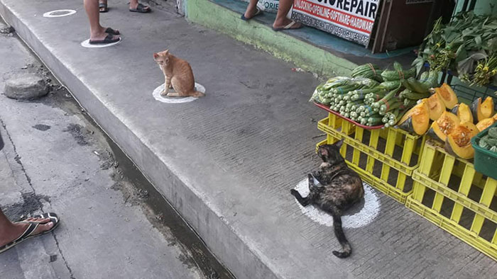 People In The Philippines Spotted Stray Cats Occupying The Circle Marks Near The Market