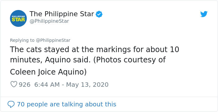 People In The Philippines Spotted Stray Cats Occupying The Circle Marks Near The Market