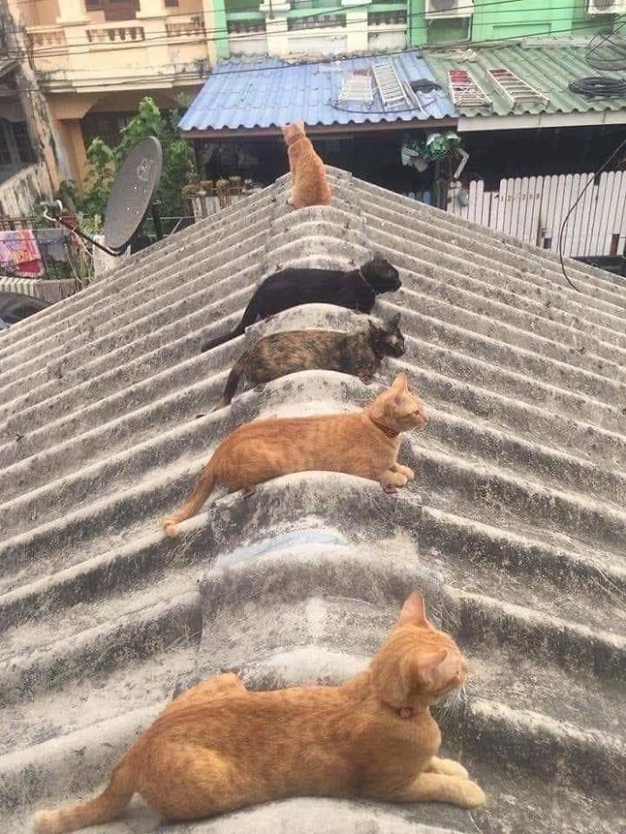 People In The Philippines Spotted Stray Cats Occupying The Circle Marks Near The Market