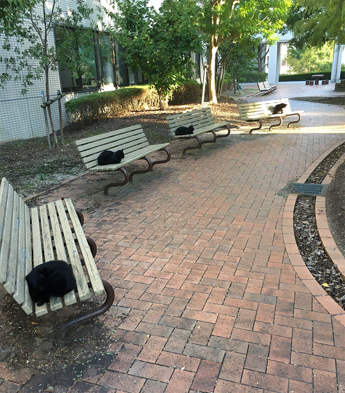 People In The Philippines Spotted Stray Cats Occupying The Circle Marks Near The Market