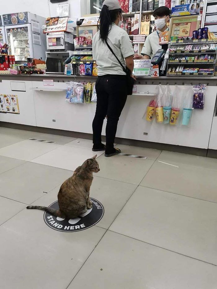 People In The Philippines Spotted Stray Cats Occupying The Circle Marks Near The Market