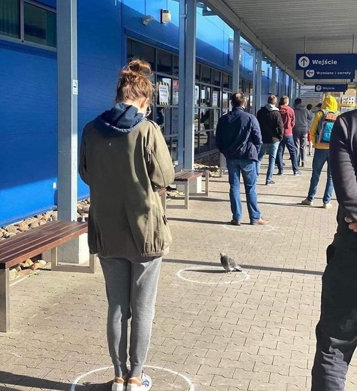 People In The Philippines Spotted Stray Cats Occupying The Circle Marks Near The Market