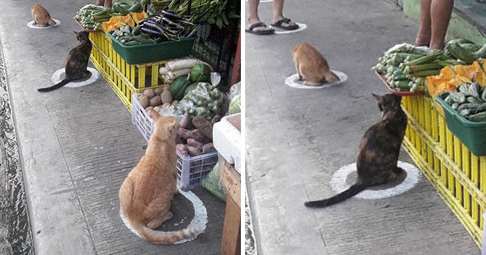 People In The Philippines Spotted Stray Cats Occupying The Circle Marks Near The Market