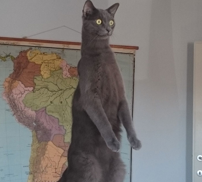 Our 20 Best Entries In Our Comedy Pet Photo Competition So Far