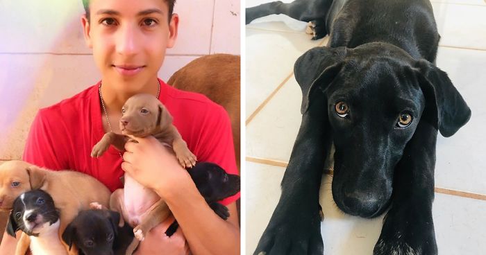 17-Year-Old Opens A Unique Animal Shelter And He Has Already Rescued 22 Dogs And 4 Cats