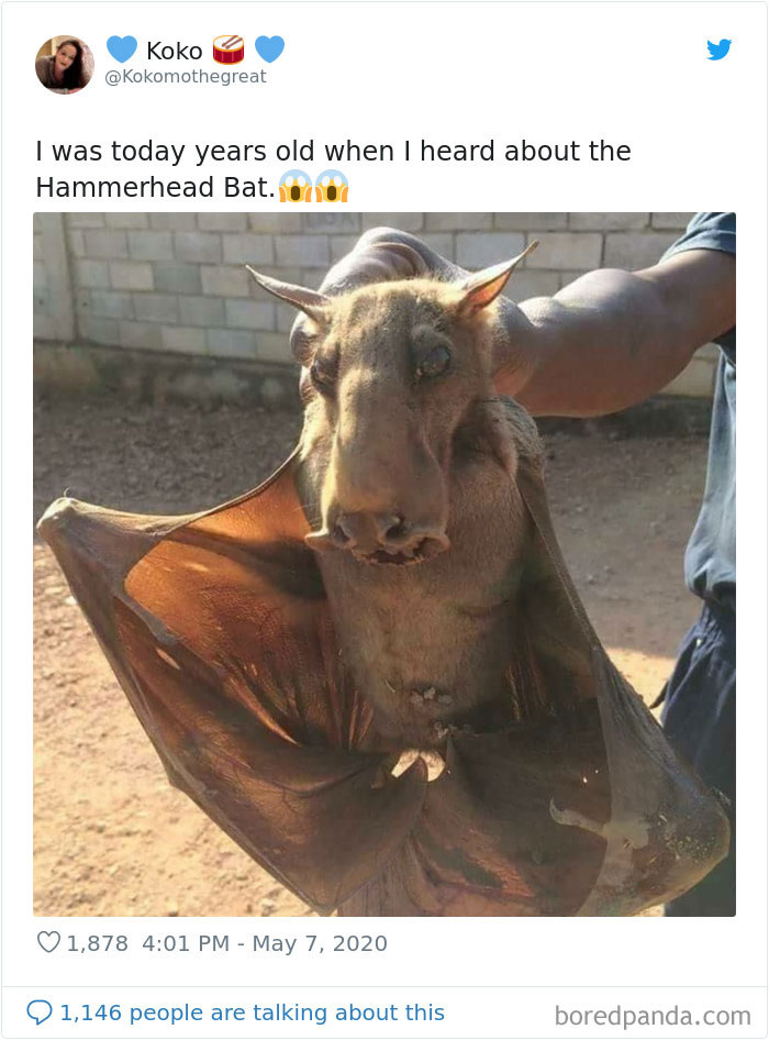 Kokomothegreat tweets about hammerhead bat and picture of person holding hammerhead bat