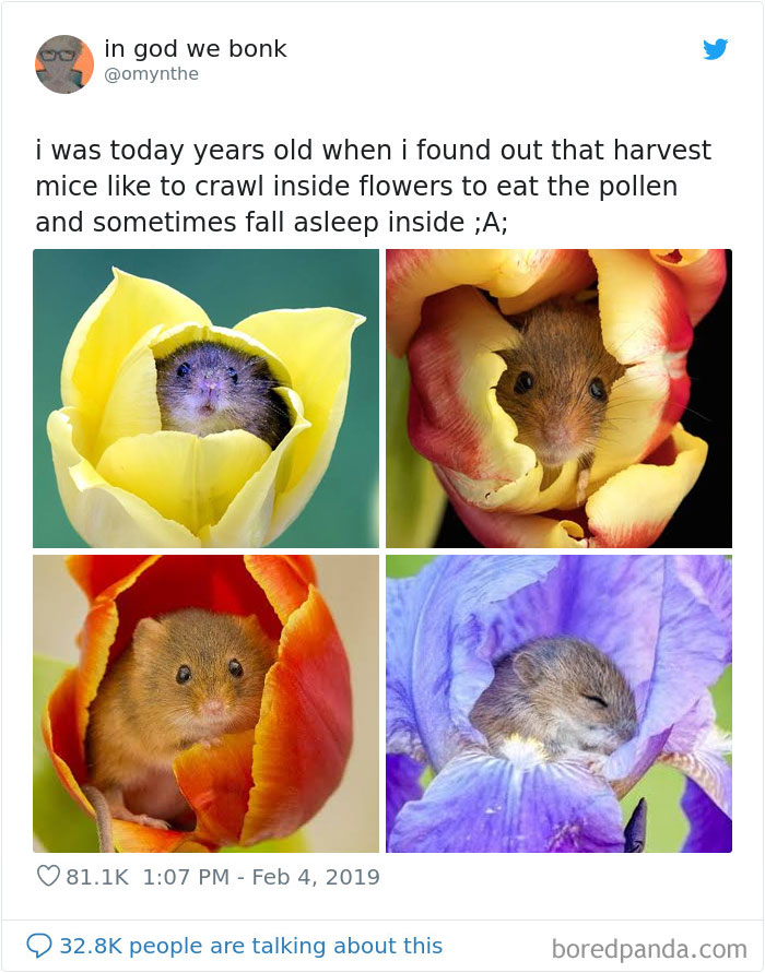 omynthe tweets about how mice like to crawl inside flowers to eat the pollen and sleep and picture of mice inside flower