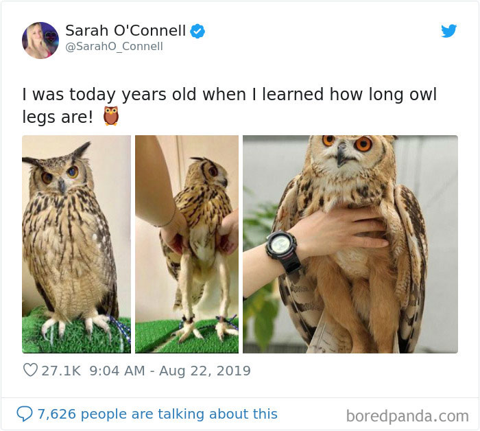 SarahO_Connell tweets about owl legs and picture of owl and her legs