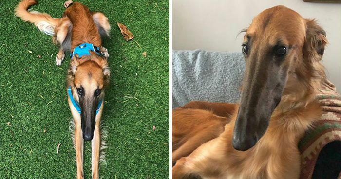 78K People Follow This Borzoi On Instagram For Her Adorably Long Snout