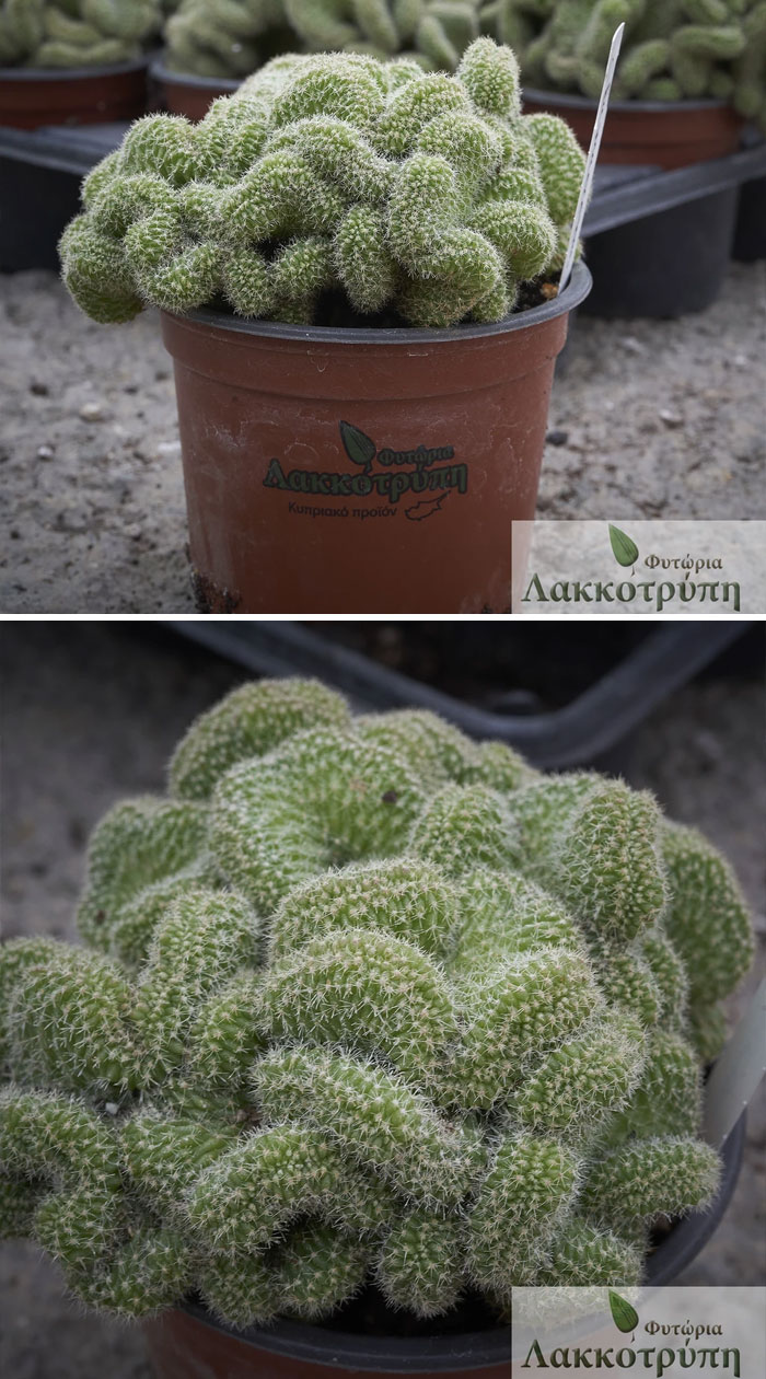 Chamaecereus Silvestrii Cristata