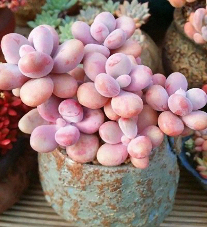 Sedum Globosum