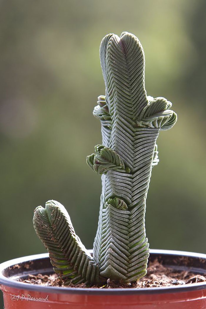 Crassula Pyramidalis