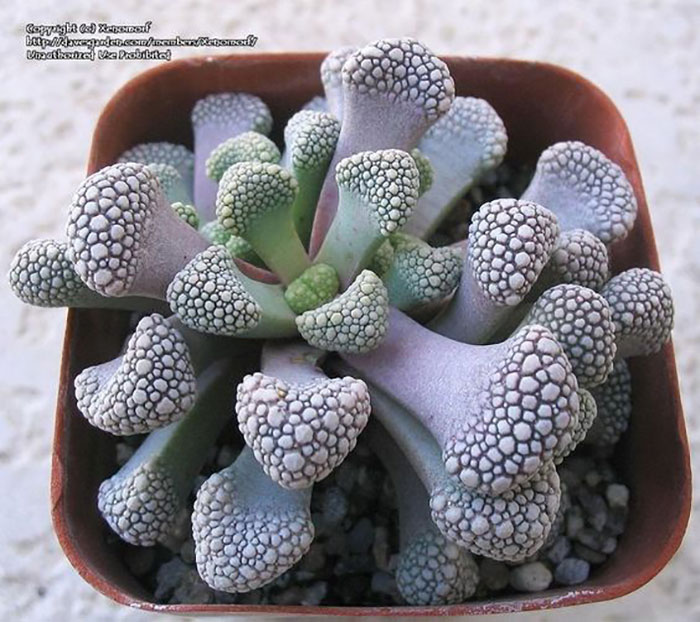 Mesemb, Titanopsis