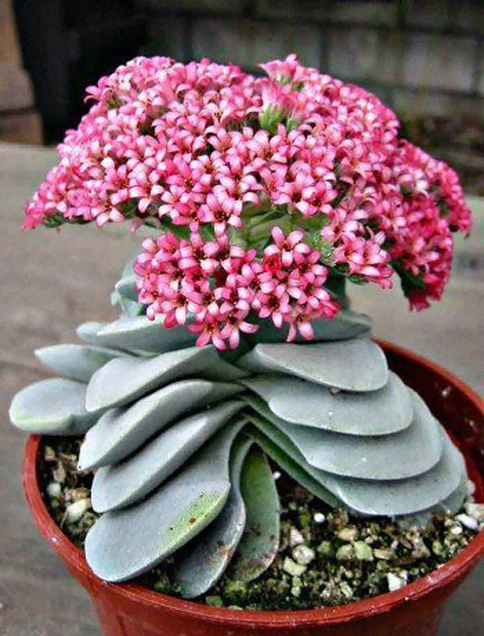 Unusual Succulent