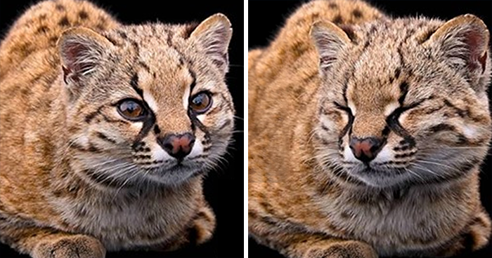 Smallest Wild Cat In Western Hemisphere Gets Cuter As Video Unveils What It Sounds Like