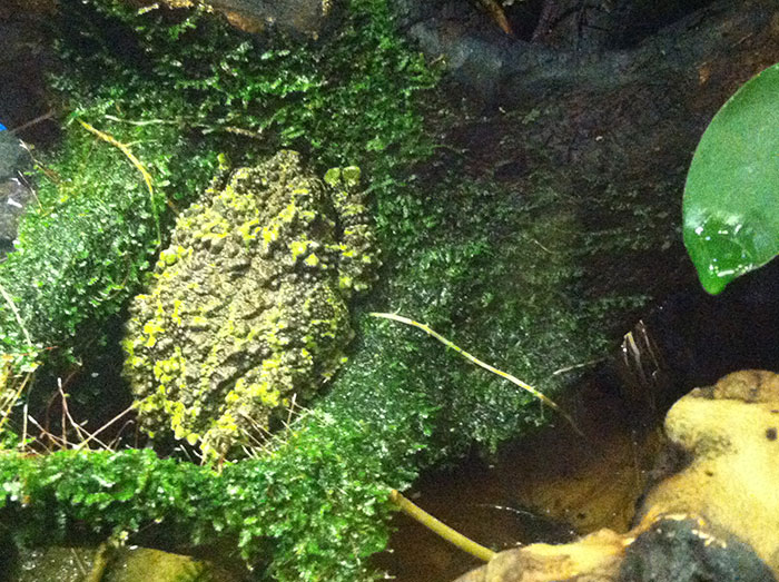 Vietnamese Mossy Frog