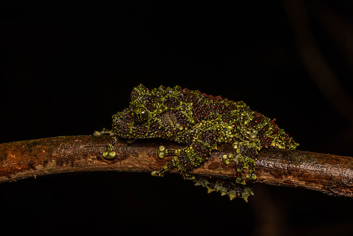 Vietnamese Mossy Frog