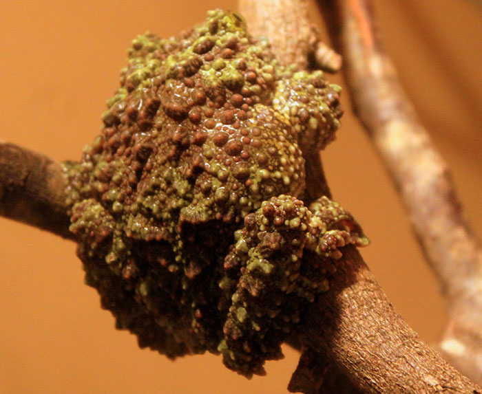 Vietnamese Mossy Frog