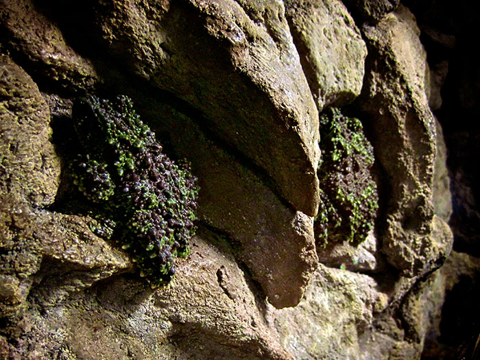 Vietnamese Mossy Frog