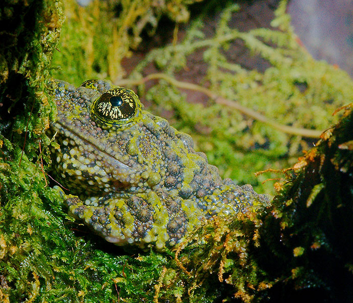 Vietnamese Mossy Frog
