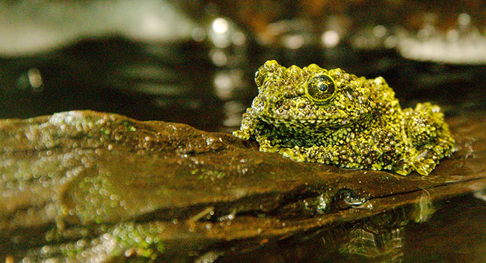 Vietnamese Mossy Frog