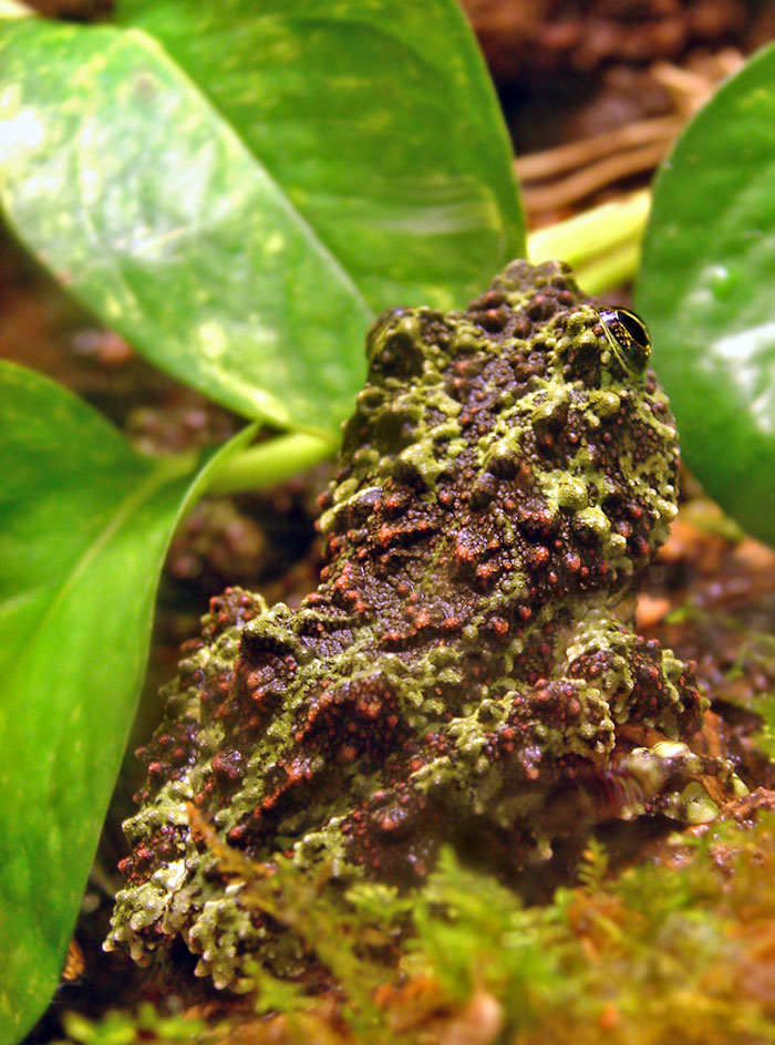 Vietnamese Mossy Frog