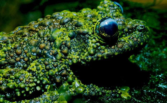 Vietnamese Mossy Frog