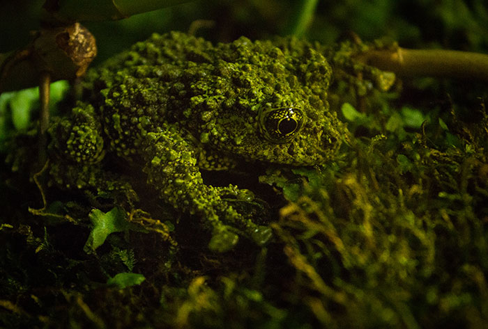 Vietnamese Mossy Frog