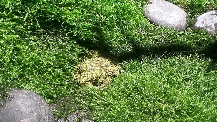 Vietnamese Mossy Frog