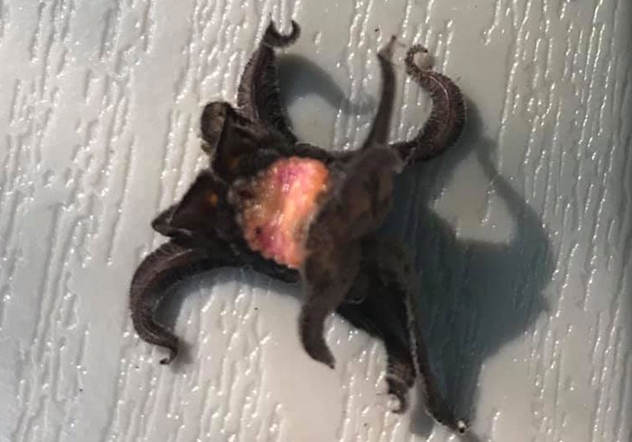 30 Personas que no tenían ni idea de lo que veían, pero internet enseguida supo lo que eran (Nuevas imágenes)