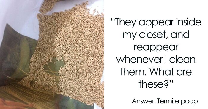 40 Times People Had No Idea What They Were Looking At, But The Internet Knew What It Was Right Away