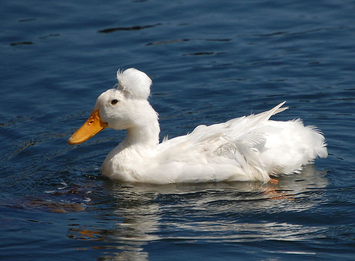 Crested Duck