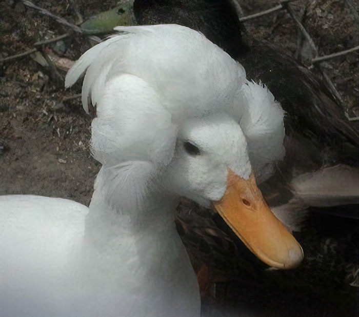Crested Duck