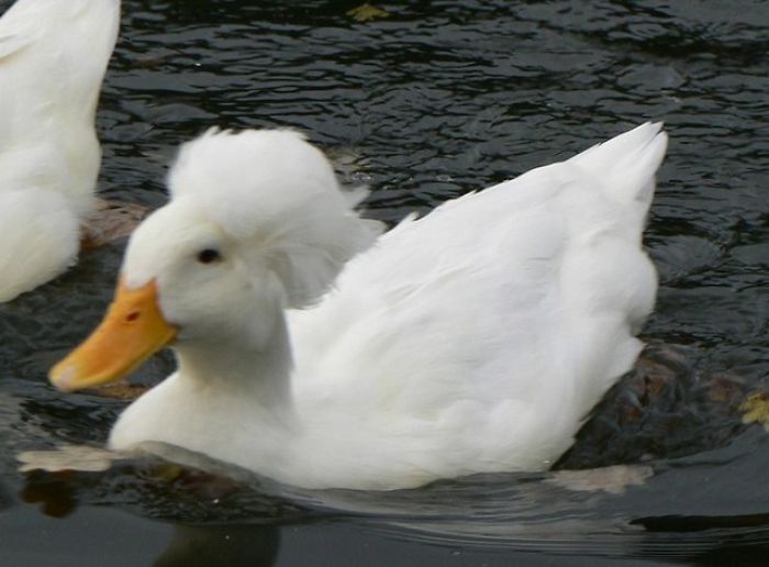 Crested Duck