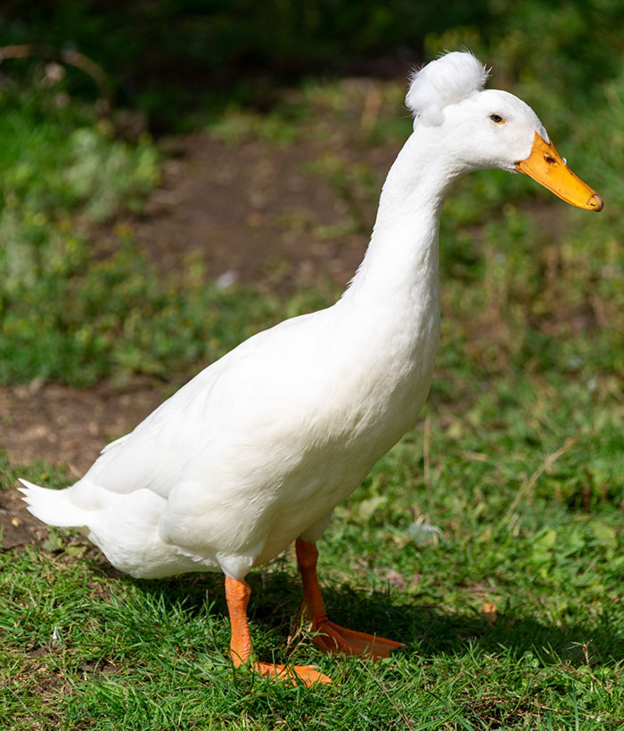 Crested Duck