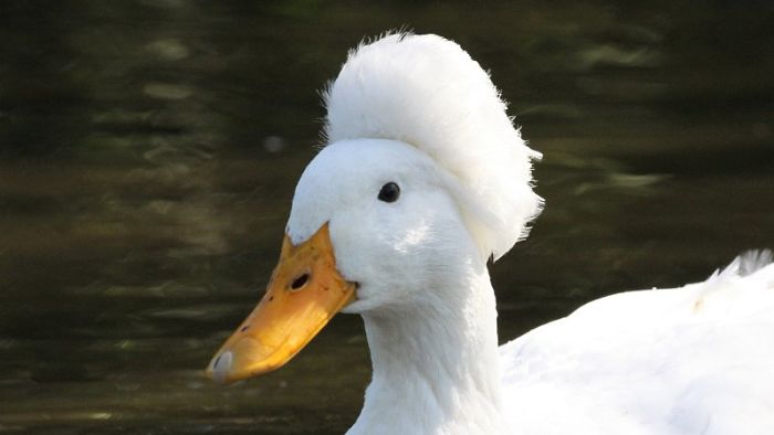 Crested Duck
