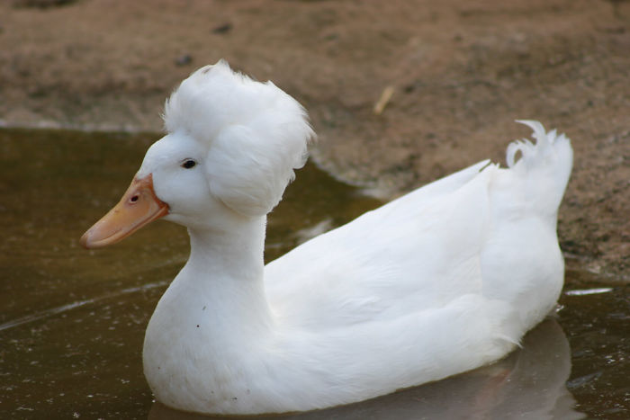Crested Duck