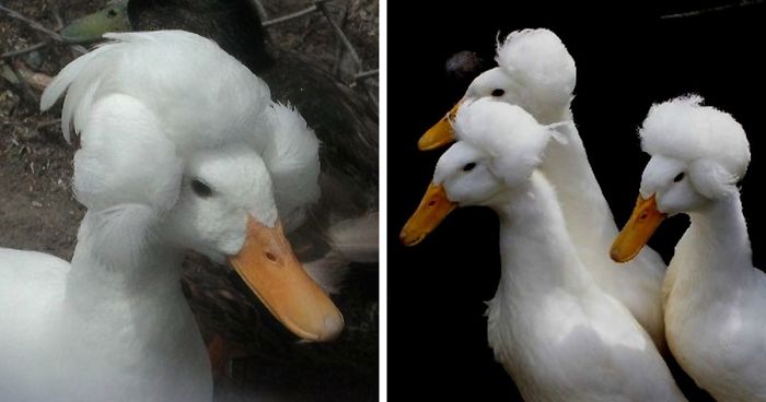 30 Ducks That Look Like 18th-Century Wig-Wearing Aristocrats