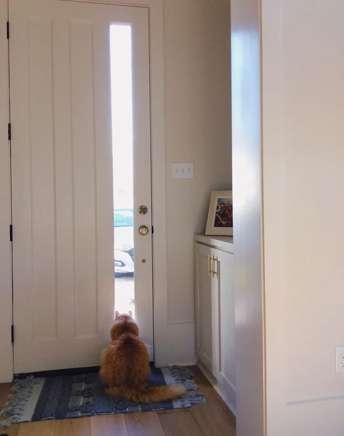 My Husband Has Been Working From Home Since March 27 But Marty Still Waits For Him T The Front Door At 5pm Every Day