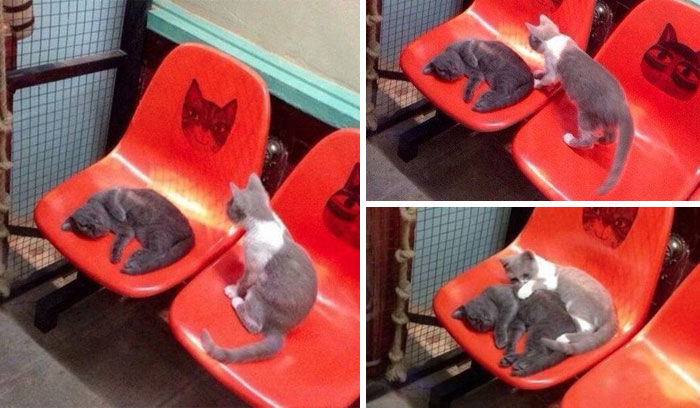 Cat Just Wants To Cuddle