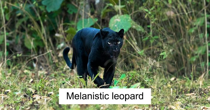 40 Beautiful And Elusive Animals I Found In India