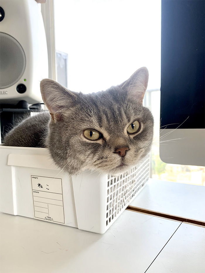 Man Trying To Work From Home Gets Constantly Interrupted By His Cat, Tricks It Into Being Calm By Placing A Box On His Desk