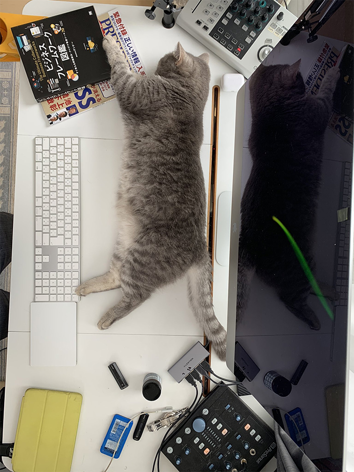 Man Trying To Work From Home Gets Constantly Interrupted By His Cat, Tricks It Into Being Calm By Placing A Box On His Desk