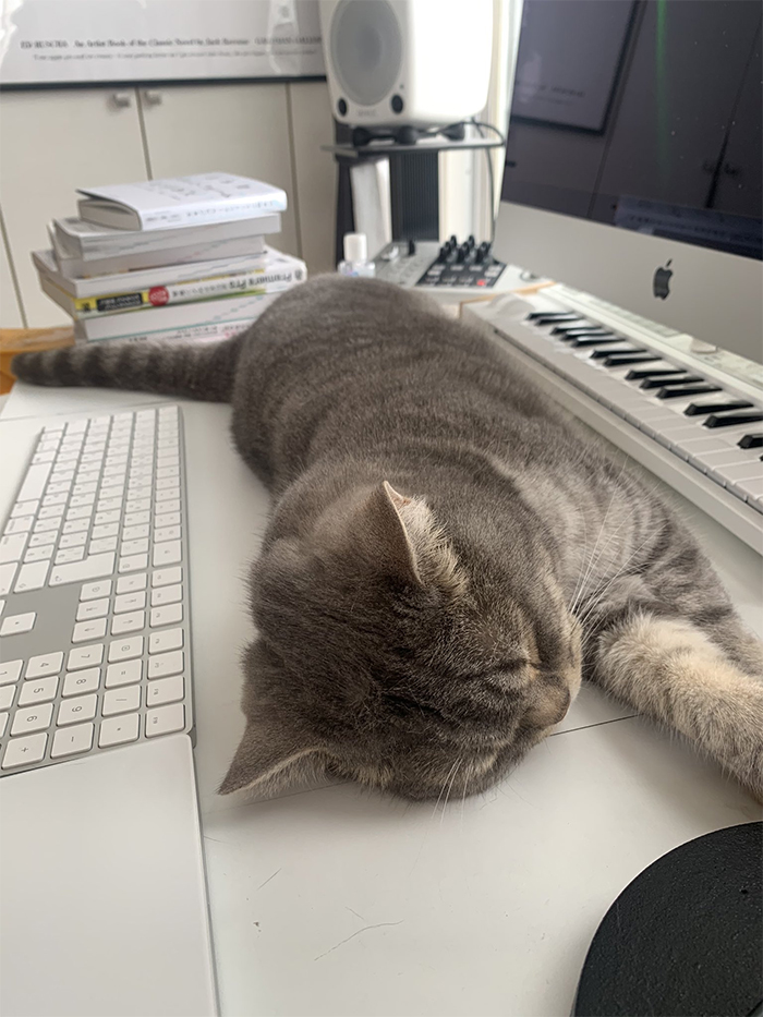Man Trying To Work From Home Gets Constantly Interrupted By His Cat, Tricks It Into Being Calm By Placing A Box On His Desk